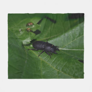 Dorcus parallelipipedus , the lesser stag beetle fleece blanket
