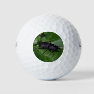 Dorcus parallelipipedus , the lesser stag beetle golf balls