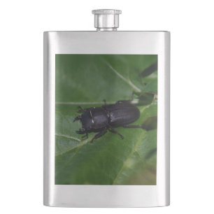 Dorcus parallelipipedus , the lesser stag beetle hip flask
