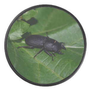 Dorcus parallelipipedus , the lesser stag beetle hockey puck