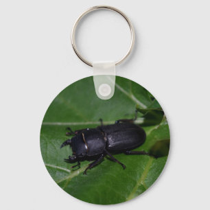 Dorcus parallelipipedus , the lesser stag beetle key ring