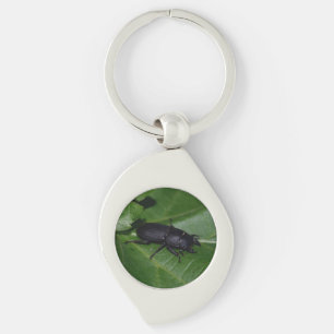 Dorcus parallelipipedus , the lesser stag beetle key ring