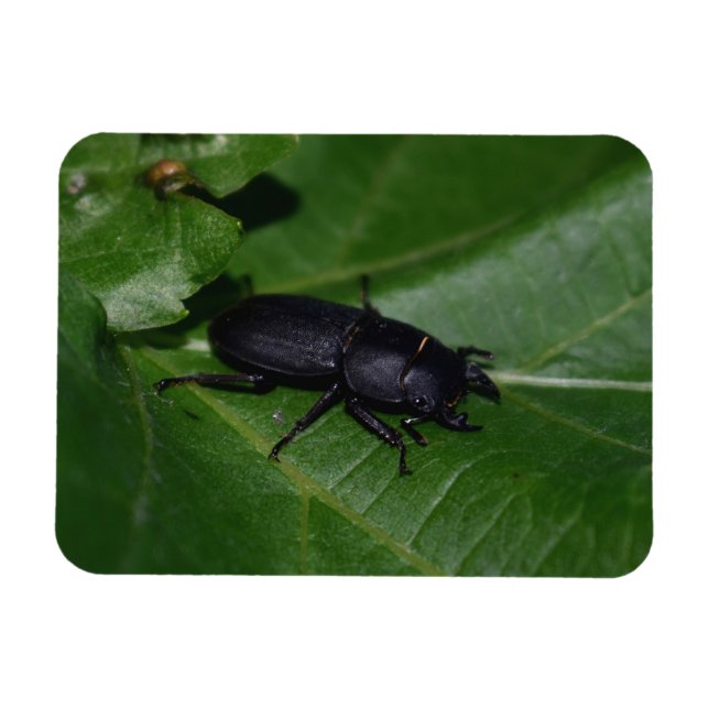 Dorcus parallelipipedus , the lesser stag beetle magnet (Horizontal)