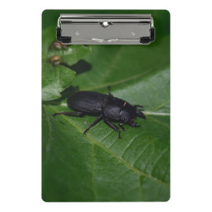 Dorcus parallelipipedus , the lesser stag beetle mini clipboard