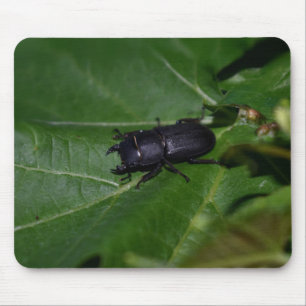 Dorcus parallelipipedus , the lesser stag beetle mouse mat