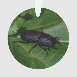 Dorcus parallelipipedus , the lesser stag beetle ornament