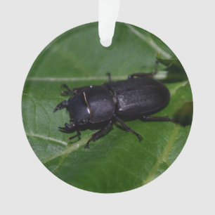 Dorcus parallelipipedus , the lesser stag beetle ornament