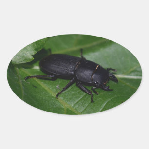 Dorcus parallelipipedus , the lesser stag beetle oval sticker