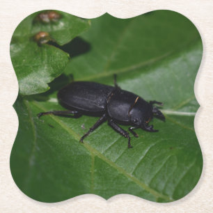 Dorcus parallelipipedus , the lesser stag beetle paper coaster