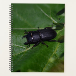 Dorcus parallelipipedus , the lesser stag beetle planner