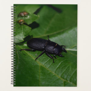 Dorcus parallelipipedus , the lesser stag beetle planner