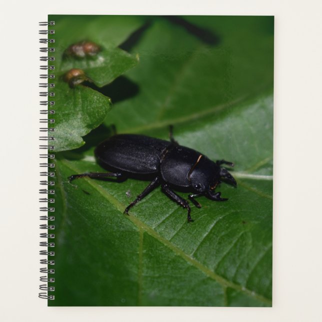 Dorcus parallelipipedus , the lesser stag beetle planner (Front)
