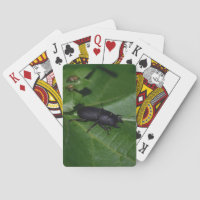 Dorcus parallelipipedus , the lesser stag beetle
