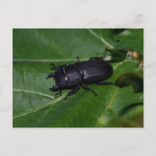 Dorcus parallelipipedus , the lesser stag beetle postcard