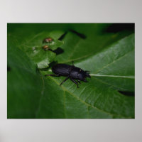 Dorcus parallelipipedus , the lesser stag beetle