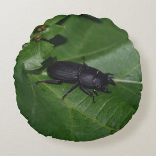 Dorcus parallelipipedus , the lesser stag beetle round cushion