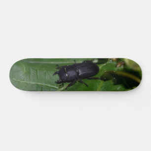 Dorcus parallelipipedus , the lesser stag beetle skateboard