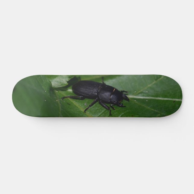 Dorcus parallelipipedus , the lesser stag beetle skateboard (Horz)