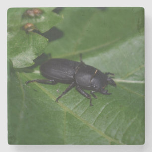 Dorcus parallelipipedus , the lesser stag beetle stone coaster