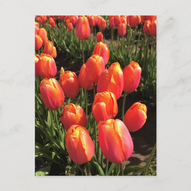 Dordogne Tulips, Oregon Postcard (Front)