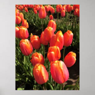 Dordogne Tulips, Oregon Poster