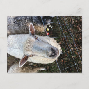 Doris the sheep postcard