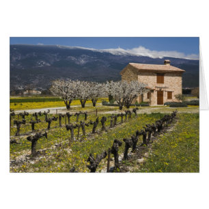 Dormant vineyard, fruit blossoms, stone house,