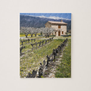 Dormant vineyard, fruit blossoms, stone house, jigsaw puzzle