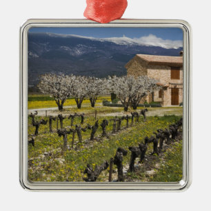 Dormant vineyard, fruit blossoms, stone house, metal tree decoration