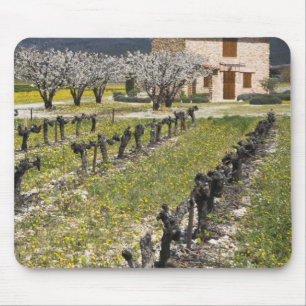 Dormant vineyard, fruit blossoms, stone house, mouse mat