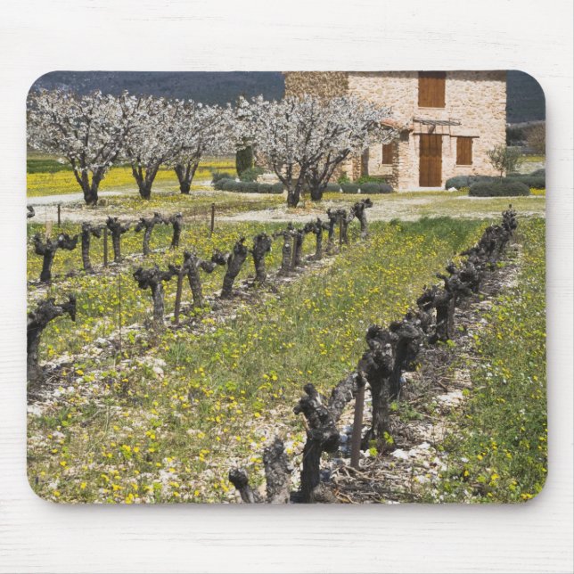Dormant vineyard, fruit blossoms, stone house, mouse mat (Front)