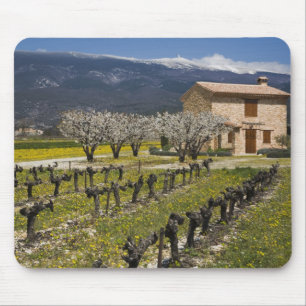 Dormant vineyard, fruit blossoms, stone house, mouse mat