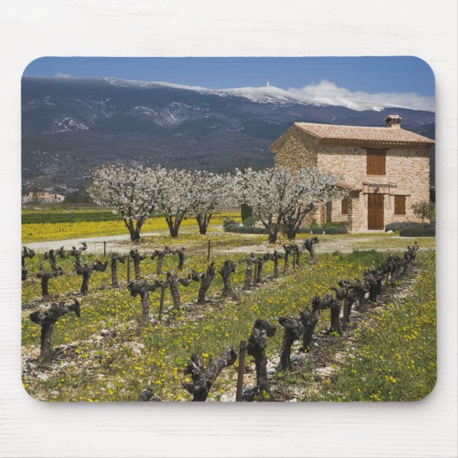Dormant vineyard, fruit blossoms, stone house, mouse mat (Front)