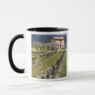 Dormant vineyard, fruit blossoms, stone house, mug
