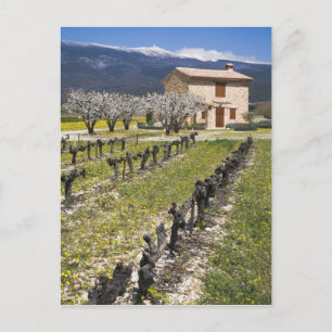 Dormant vineyard, fruit blossoms, stone house, postcard
