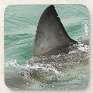 Dorsal aileron of a Great White shark Coaster