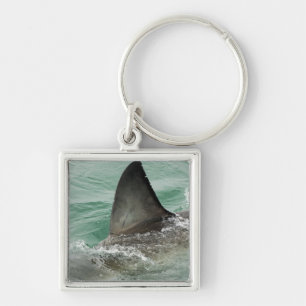 Dorsal aileron of a Great White shark Key Ring