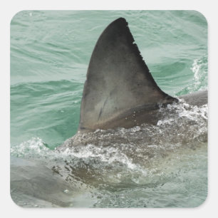 Dorsal aileron of a Great White shark Square Sticker