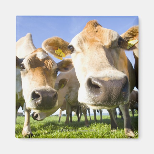 Dorset, UK Magnet (Front)