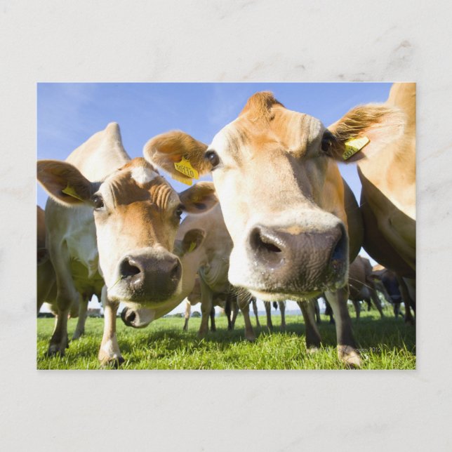 Dorset, UK Postcard (Front)