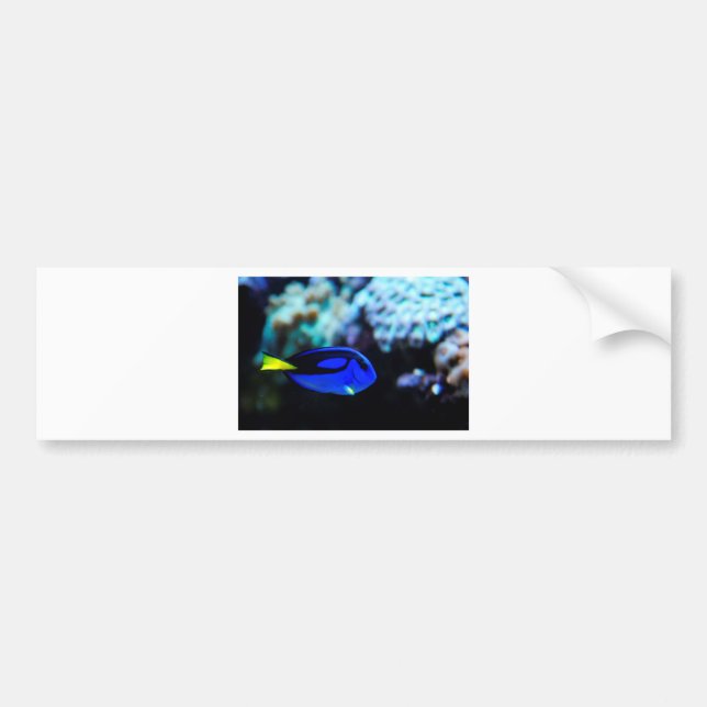 Dory , Blue Tang Fish Bumper Sticker (Front)