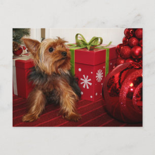 Dot - Yorkshire Terrier - Rodgers Holiday Postcard