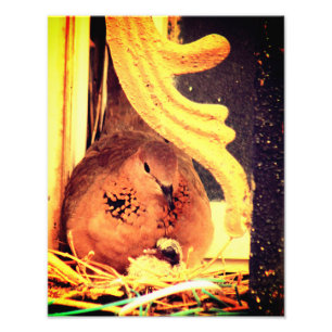 Doting Mama Dove Photo Print
