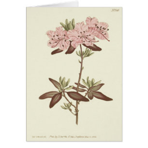 Dotted Leaved Rhododendron Illustration