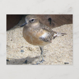 Dotterel Postcard