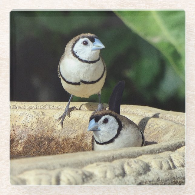 Double-barred Finches Glass Coaster (Front)