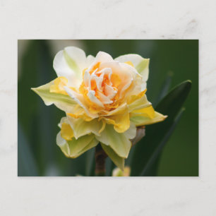 Double Beauty Daffodil Photography Postcard