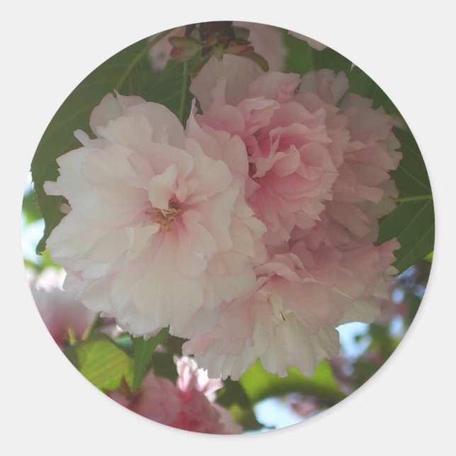 Double Blossoming Cherry Tree I Spring Floral Classic Round Sticker (Front)