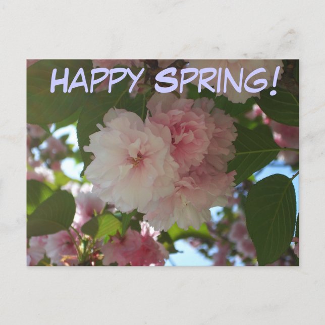 Double Blossoming Cherry Tree I Spring Floral Postcard (Front)