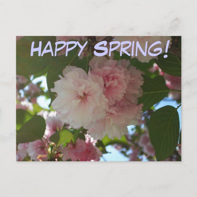 Double Blossoming Cherry Tree I Spring Floral Postcard (Front)